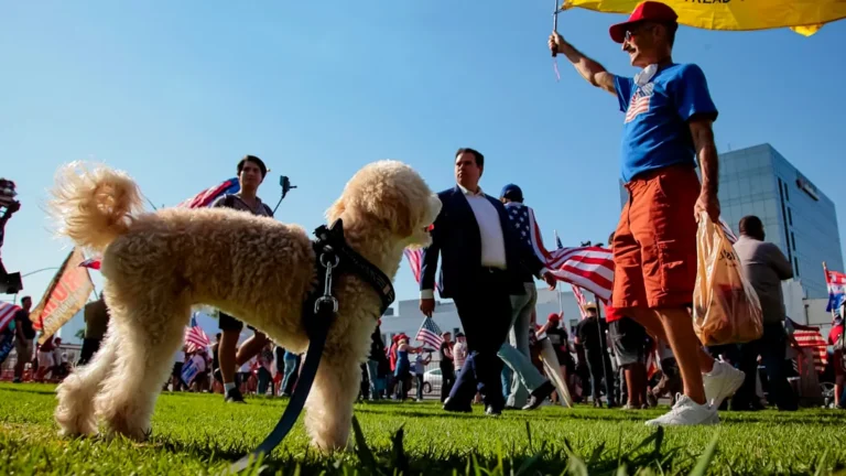 man in blue polo shirt holding red umbrella standing beside white short coated dog on green